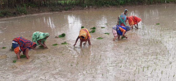 रोपाइँ नहुँदै किसानलाई मलको चिन्ता, भारतीय बजारको भर